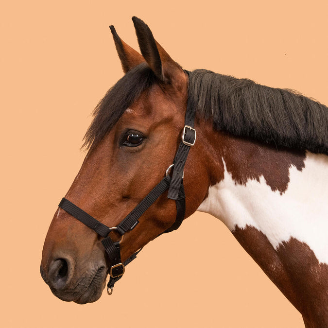 





Horse Riding Halter for Horse and Pony Schooling, photo 1 of 3